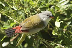 Coccopygia melanotis