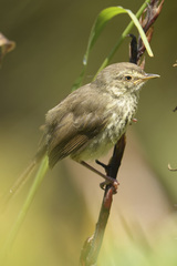 Prinia maculosa maculosa