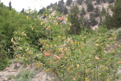 Colutea
