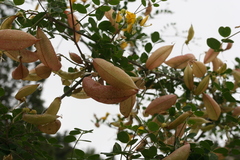 Colutea