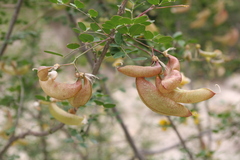 Colutea