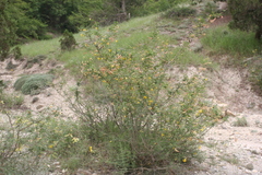 Colutea