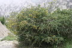 Colutea