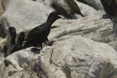 Phalacrocorax neglectus