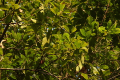 Lithocarpus corneus