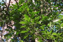 Lithocarpus corneus