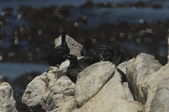 Phalacrocorax neglectus