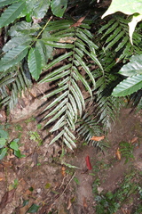 Bolbitis angustipinna