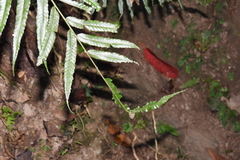 Bolbitis angustipinna