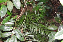 Bolbitis angustipinna