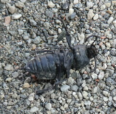 Tenebrionidae