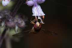 Episyrphus viridaureus
