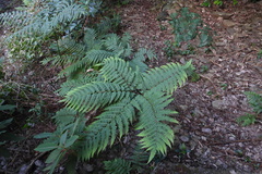 Pteris wallichiana