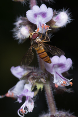 Episyrphus viridaureus