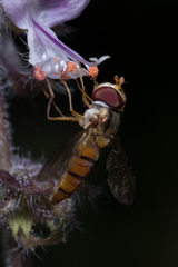 Episyrphus viridaureus