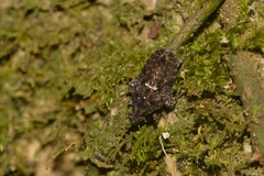 Errotasa neovalesiaca