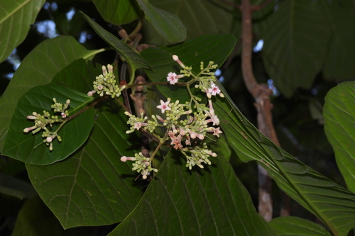 Cinchona calisaya