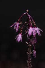 Dipodium punctatum
