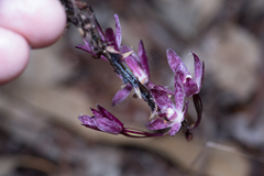Dipodium punctatum