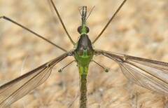 Leptotarsus albistigma