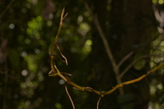 Pseudovanilla foliata