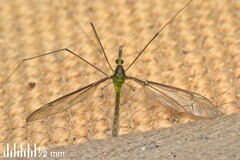 Leptotarsus albistigma