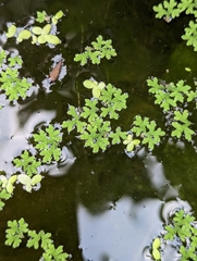 Azolla caroliniana