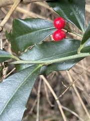 Ardisia cornudentata morrisonensis