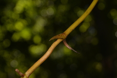Pseudovanilla foliata