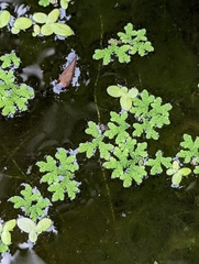 Azolla caroliniana