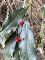 Ardisia cornudentata morrisonensis