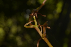 Pseudovanilla foliata