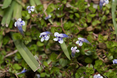 Lindernia rotundifolia