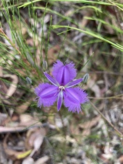 Thysanotus