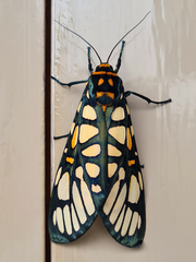 Aglaomorpha plagiata