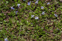 Lindernia rotundifolia