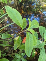 Hygrophila pogonocalyx