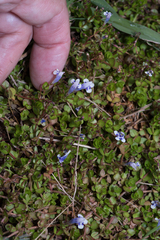 Lindernia rotundifolia