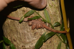 Pseudovanilla foliata