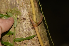 Pseudovanilla foliata