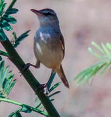 Acrocephalus orientalis