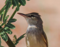 Acrocephalus orientalis