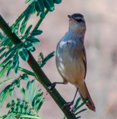 Acrocephalus orientalis
