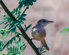 Acrocephalus orientalis