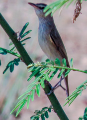 Acrocephalus orientalis