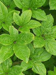 Eleutherococcus sessiliflorus