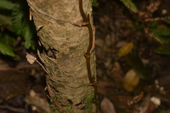 Pseudovanilla foliata