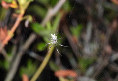 Cyphalonotus variabilis