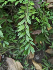 Phyllanthus myrtifolius