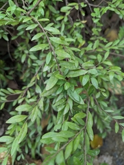 Phyllanthus myrtifolius